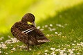 <br><br>Nom anglais du Canard colvert : Mallard
<br>Jeune
<br><br>Comme pour tous les oiseaux d'eau, la perte de l'habitat naturel nuit au Canard colvert. Étant l'une des espèces les plus chassées, elle est aussi l'une des plus sensibles à l'intoxication saturnine par l'ingestion de billes de plomb de chasse.
<br><br>Le Canard colvert est protégé de portée :
<br><br>Communautaire :
<br>- Directive 79/409/CEE (Directive européenne dite Directive Oiseaux) : Annexe III/1
<br>- Directive 79/409/CEE (Directive européenne dite Directive Oiseaux) : Annexe II/1
<br><br>Internationale :
<br>- Convention relative à la conservation de la vie sauvage et du milieu naturel de l'Europe (Convention de Berne) : Annexe III
<br>- Convention sur la conservation des espèces migratrices appartenant à la faune sauvage (CMS - Convention de Bonn) : Annexe II
<br>- Convention sur la conservation des espèces migratrices appartenant à la faune sauvage (CMS - Convention de Bonn) : Accord AEWA [1999]
<br><br>Pourtant, ici (mais également ailleurs), on a le droit de le chasser allègrement puisqu'il est la 6ème espèce la plus chassée en France.
<br><br>Le Canard colvert se trouve sur :
<br>- La Liste rouge mondiale de l'UICN (évaluation 2016)  : LC
<br>- La Liste rouge des oiseaux nicheurs de France métropolitaine (2016)
<br>- La Liste rouge des oiseaux non nicheurs de France métropolitaine (hivernants) (2011) : LC
<br>- La Liste rouge européenne de l'UICN (évaluation 2015)  : LC
<br><br>  