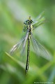 <br><br>Nom anglais du Gomphe gentil : Western Club-tailed Dragonfly
<br><br>Cette libellule fréquente les zones humides et les plans d'eau stagnante ou à faible courant. Menacé par la pollution des eaux, le curage des berges ou encore la surdensité des poissons carnassiers, le Gomphe gentil se trouve sur :
<br>- La Liste rouge mondiale de l'UICN  (évaluation 2010)  : LC
<br>- La Liste rouge des odonates de France métropolitaine (2016) : LC
<br>- La liste rouge européenne de l'UICN (évaluation 2010)  : LC
<br><br> Gomphe gentil
Gomphus pulchellus
Western Club-tailed Dragonfly
libellule
eau
Liste rouge
UICN
France
odonates 