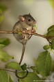 <br><br>Autres nom français du Rat noir : rat des greniers ou rat des champs
<br>Nom anglais : Black rat
<br><br>Malgré son nom, sa couleur peut varier et être de couleur grise plus ou moins clair.
<br>Peu de monde en occident aime les rats alors qu'ils sont vénérés dans d'autres contrées comme en Inde par exemple.
Pourtant, et bien que ce ne soit que très peu connu, il joue un rôle important dans le traitement de nos déchets. Sans les rats, qu'il s'agisse de Rattus rattus ou de Rattus norvegicus, les égouts des villes seraient en permanence bouchés. Rien qu'à Paris, ils dévorent près de 800 tonnes d'ordures par jour. Que leur offrons-nous en retour ? La mort par empoisonnement, mort par épuisement suite au piégeage à la glu, et d'autres "joyeusetés" qui sont toutes plus cruelles les unes que les autres... sans omettre l’expérimentation animale aujourd'hui obsolète.
<br><br>Comme bien d'autres mammifères, le Rat noir se trouve sur :
<br>- La Liste rouge mondiale de l'UICN (évaluation 2015) : LC
<br>- La Liste rouge des mammifères continentaux de France métropolitaine (2009) : LC
<br>- La Liste rouge européenne de l'UICN (évaluation 2007) : LC
<br><br> Rat noir
Rattus rattus
Black rat
vénérés
expérimentation animale
Liste rouge
UICN 