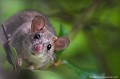 <br><br>Autres nom français du Rat noir : rat des greniers ou rat des champs
<br>Nom anglais : Black rat
<br><br>Malgré son nom, sa couleur peut varier et être de couleur grise plus ou moins clair.
<br>Peu de monde en occident aime les rats alors qu'ils sont vénérés dans d'autres contrées comme en Inde par exemple.
Pourtant, et bien que ce ne soit que très peu connu, il joue un rôle important dans le traitement de nos déchets. Sans les rats, qu'il s'agisse de Rattus rattus ou de Rattus norvegicus, les égouts des villes seraient en permanence bouchés. Rien qu'à Paris, ils dévorent près de 800 tonnes d'ordures par jour. Que leur offrons-nous en retour ? La mort par empoisonnement, mort par épuisement suite au piégeage à la glu, et d'autres "joyeusetés" qui sont toutes plus cruelles les unes que les autres... sans omettre l’expérimentation animale aujourd'hui obsolète.
<br><br>Comme bien d'autres mammifères, le Rat noir se trouve sur :
<br>- La Liste rouge mondiale de l'UICN (évaluation 2015) : LC
<br>- La Liste rouge des mammifères continentaux de France métropolitaine (2009) : LC
<br>- La Liste rouge européenne de l'UICN (évaluation 2007) : LC
<br><br> Rat noir
Rattus rattus
Black rat
vénérés
expérimentation animale
Liste rouge
UICN 