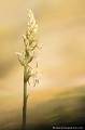 <br><br>Autre nom français de la Platanthère à deux feuilles : Orchis à deux feuilles
<br>Nom anglais : Lesser butterfly-orchid
<br><br>L'orchis verdâtre (Platanthera chlorantha) peut se confondre facilement avec la Platanthère à deux feuilles (Platanthera bifolia) qui possède des loges polliniques parallèles au lieu d'être divergentes pour la verdâtre. La platanthère à deux feuilles est assez rare en Auvergne et en particulier dans l'Allier.
<br><br>Comme toutes les orchidées, il est interdit de la cueillir.
<br>Elle est protégée de portée communautaire :
<br>- Application de la Convention CITES (Convention de Washington) au sein de l'Union européenne : Annexe B
<br><br>La Platanthère à deux feuilles se trouve sur :
<br>- La Liste rouge européenne de l'UICN (évaluation 2011)  : LC
<br>- La Liste rouge des orchidées de France métropolitaine (2009) : LC
<br><br> Platanthère à deux feuilles
Orchis à deux feuilles
Platanthera bifolia
Lesser butterfly-orchid
orchidées
rare
Auvergne
Allier
protégée
Liste rouge
UICN
 