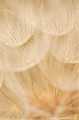<br><br>Autres noms français du Salsifis sauvage : Salsifis des prés ou encore Barbe de bouc
<br>Nom anglais : Goat's-beard
<br><br>Présentes dans toute la France, les fleurs de ce salsifis ne s'ouvrent que le matin (capitule jaune, longues bractées). Le reste du temps, on voit un faux calice de bractées refermé dont émergeront plus tard quelques poils lorsque le capitule ne s'ouvrira plus (d'où son nom de barbe-de-bouc). Ces poils deviendront des akènes (fruits secs) qui ressemblent à de petits parachutes inversés.
<br><br> Salsifis sauvage
Salsifis des prés
Salsifis
Tragopogon pratensis
Goat's-beard
Barbe de bouc
France
akènes
fruits
parachutes 