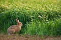 <br><br>Autre nom français du Lièvre d'Europe : Lièvre brun
<br>Nom anglais : European hare
<br><br>Mammifère classé dans l'ordre des lagomorphes, le Lièvre d'Europe voit sa dynamique de population régresser drastiquement depuis les années 60, et sa situation devient de plus en plus préoccupante. Une des raisons avancées sur le déclin de l'espèce est que la forte mortalité des lièvres serait due à la diminution des zones humides, au recul du bocage et en partie à l'évolution des paysages de plus en plus artificialisés combinés avec les pratiques agricoles (moissonneuses batteuses de plus en plus grosses et de plus en plus puissantes, disparition des haies, exposition aux pesticides etc), supprimant ainsi progressivement son habitat.
<br>Aujourd’hui, la première cause de mortalité des levrauts serait la maladie, devant la chasse,  la prédation, le braconnage et les collisions routières. 
<br>Malgré tout, sa chasse en France est toujours autorisée.
<br><br>Le lièvre européen se trouve sur :
<br>- La Liste rouge mondiale de l'UICN (évaluation 2008) : LC
<br>- La Liste rouge des mammifères continentaux de France métropolitaine (2009) : LC
<br>- La Liste rouge européenne de l'UICN (évaluation 2007) : LC
<br><br> Lièvre d'Europe
Lièvre brun
Lepus europaeus
European hare
Mammifère
lagomorphes
déclin
mortalité
chasse
France
 