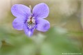<br><br>Autres noms français de la violette des bois : Violette de Reichenbach, Violette sauvage
<br>Autre nom latin : Viola sylvestris
<br>Nom anglais : Viola sylvestris
<br><br>Cette jolie petite fleur à dominante bleue, nous honore le printemps venu, de sa présence dans nos belles forêts d'Auvergne, entre autre la forêt de Tronçais où  il fait bon se promener.
<br><br> Violette des bois
Violette sauvage
Viola reichenbachiana
Violette de Reichenbach
Viola sylvestris
fleur
Auvergne
forêt de Tronçais
printemps
 