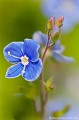 <br><br>Autre nom français de la Véronique petit-chêne : Fausse Germandrée
<br>Noms anglais : Germander speedwell ou encore Bird's-eye speedwell
<br><br>A l’exception des plaines méditerranéennes, cette petite fleur d'un joli bleu prononcé qui fleuri au printemps est présente dans toute la France jusqu'à 2200 mètres d'altitude.
<br><br>La Véronique petit-chêne aime les prés, les lieux boisés ainsi que les fossés humides où elle peut constituer d'importants tapis.
<br><br> Véronique petit-chêne
Veronica chamaedrys
Fausse Germandrée
Germander speedwell
petite fleur
France
printemps 