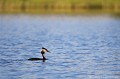 <br><br>Nom anglais du Grèbe huppé : Great Crested Grebe
<br><br>Le plus grand de tous les grèbes, le Grèbe huppé ne présente pas de dimorphisme sexuel et il est difficile de distinguer le mâle de la femelle.
<br><br>Cet oiseau élégant a longtemps été chassé pour ses plumes, surtout celles de la poitrine et de la tête, qui étaient utilisées entre autres comme ornement de chapeau. L'arrêt de sa chasse à permit à l'espèce de se rétablir.
<br><br>Bien que ne figurant pas dans la liste des espèces menacées en Europe, le Grèbe huppé est classé dans l'annexe III de la Convention de Berne depuis le 01/03/2002.
<br>Il bénéficie d'une protection totale sur le territoire français depuis l'arrêté ministériel du 17 avril 1981 relatif aux oiseaux protégés sur l'ensemble du territoire. Il est donc interdit de le détruire, le mutiler, le capturer ou l'enlever, de le perturber intentionnellement ou de le naturaliser, ainsi que de détruire ou enlever les œufs et les nids, et de détruire, altérer ou dégrader son milieu. Qu'il soit vivant ou mort, il est aussi interdit de le transporter, colporter, de l'utiliser, de le détenir, de le vendre ou de l'acheter.
<br><br>En conséquence, le Grèbe huppé est protégé de portée :
<br><br>Internationale :
<br>- Convention relative à la conservation de la vie sauvage et du milieu naturel de l'Europe (Convention de Berne) : Annexe III
<br>- Convention sur la conservation des espèces migratrices appartenant à la faune sauvage (CMS - Convention de Bonn) : Accord AEWA [1999]
<br><br>Nationale :
<br>- Liste des oiseaux protégés sur l'ensemble du territoire et les modalités de leur protection : Article 3
<br><br>Le Grèbe huppé se trouve sur :
<br>- La Liste rouge mondiale de l'UICN (évaluation 2016)  : LC
<br>- La Liste rouge des oiseaux nicheurs de France métropolitaine (2016) : LC
<br>- La Liste rouge européenne de l'UICN (évaluation 2015)  : LC
<br><br>
 Grèbe huppé
Podiceps cristatus
Geat Crested Grebe
oiseau
plumes
chasse
protégé
territoire français
Liste rouge
UICN
 