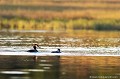 <br><br>Nom anglais du Grèbe huppé : Great Crested Grebe
<br><br>Le plus grand de tous les grèbes, le Grèbe huppé ne présente pas de dimorphisme sexuel et il est difficile de distinguer le mâle de la femelle.
<br><br>Cet oiseau élégant a longtemps été chassé pour ses plumes, surtout celles de la poitrine et de la tête, qui étaient utilisées entre autres comme ornement de chapeau. L'arrêt de sa chasse à permit à l'espèce de se rétablir.
<br><br>Bien que ne figurant pas dans la liste des espèces menacées en Europe, le Grèbe huppé est classé dans l'annexe III de la Convention de Berne depuis le 01/03/2002.
<br>Il bénéficie d'une protection totale sur le territoire français depuis l'arrêté ministériel du 17 avril 1981 relatif aux oiseaux protégés sur l'ensemble du territoire. Il est donc interdit de le détruire, le mutiler, le capturer ou l'enlever, de le perturber intentionnellement ou de le naturaliser, ainsi que de détruire ou enlever les œufs et les nids, et de détruire, altérer ou dégrader son milieu. Qu'il soit vivant ou mort, il est aussi interdit de le transporter, colporter, de l'utiliser, de le détenir, de le vendre ou de l'acheter.
<br><br>En conséquence, le Grèbe huppé est protégé de portée :
<br><br>Internationale :
<br>- Convention relative à la conservation de la vie sauvage et du milieu naturel de l'Europe (Convention de Berne) : Annexe III
<br>- Convention sur la conservation des espèces migratrices appartenant à la faune sauvage (CMS - Convention de Bonn) : Accord AEWA [1999]
<br><br>Nationale :
<br>- Liste des oiseaux protégés sur l'ensemble du territoire et les modalités de leur protection : Article 3
<br><br>Le Grèbe huppé se trouve sur :
<br>- La Liste rouge mondiale de l'UICN (évaluation 2016)  : LC
<br>- La Liste rouge des oiseaux nicheurs de France métropolitaine (2016) : LC
<br>- La Liste rouge européenne de l'UICN (évaluation 2015)  : LC
<br><br>
 Grèbe huppé
Podiceps cristatus
Geat Crested Grebe
oiseau
plumes
chasse
protégé
territoire français
Liste rouge
UICN
 