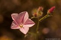 <br><br>Autre nom français du Liseron des monts Cantabriques : Herbe de Biscaye
<br>Noms anglais : Cantabrican morning glory ou encore Dwarf morning glory
<br><br>Rare en Auvergne, cette fleur qui pousse dans les milieux arides est protégée de portée :
<br><br>Départementale :
<br>- Liste des espèces végétales protégées en région Rhône-Alpes : Article 2
<br>- Liste des espèces végétales protégées en région Midi-Pyrénées : Article 4
<br>- Liste des espèces végétales protégées en région Midi-Pyrénées : Article 5
<br><br>Régionale :
<br>- Liste des espèces végétales protégées en région Bourgogne : Article 1
<br>- Liste des espèces végétales protégées en région Auvergne : Article 1 Liseron des monts Cantabriques
Convolvulus cantabrica
Herbe de Biscaye
Cantabrican morning glory
Dwarf morning glory
fleur
Rare
Auvergne
protégée 