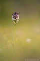 <br><br>Nom anglais de l'Orchis brûlé : Burnt orchid
<br><br>L'Orchis brûlé est plutôt du genre élégante. Orchidée de petite taille, ses nombreuses fleurs ressemblent à d'amusants pantins miniatures.
<br>Rare en Auvergne, elle peut cependant être observée dans les quatre départements. Comme toutes les orchidées, il est interdit de la cueillir.
<br><br>L'Orchis brûlé est protégé de portée :
<br><br>Communautaire :
<br>- Suspension de l'introduction dans l'Union européenne de spécimens de certaines espèces de faune et de flore sauvages : Article premier
<br>- Application de la Convention CITES (Convention de Washington) au sein de l'Union européenne : Annexe B
<br><br>Régionale :
<br>- Liste des espèces végétales protégées en région Picardie : Article 1
<br>- Liste des espèces végétales protégées en région Centre : Article 1
<br>- Liste des espèces végétales protégées en région Lorraine : Article 1
<br><br>L'Orchis brûlé se trouve sur :
<br>- La Liste rouge européenne de l'UICN (évaluation 2011)  : LC
<br>- La Liste rouge des orchidées de France métropolitaine (2009) : LC
<br><br>
 Orchis brûlé
Neotinea ustulata
Burnt orchid
orchidée
fleurs
Rare
Auvergne
protégé
Liste rouge
UICN
France 