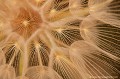 <br><br>Autres noms français du Salsifis sauvage : Salsifis des prés ou encore Barbe de bouc
<br>Nom anglais : Goat's-beard
<br><br>Présentes dans toute la France, les fleurs de ce salsifis ne s'ouvrent que le matin (capitule jaune, longues bractées). Le reste du temps, on voit un faux calice de bractées refermé dont émergeront plus tard quelques poils lorsque le capitule ne s'ouvrira plus (d'où son nom de barbe-de-bouc). Ces poils deviendront des akènes (fruits secs) qui ressemblent à de petits parachutes inversés.
<br><br> Salsifis sauvage
Salsifis des prés
Salsifis
Tragopogon pratensis
Goat's-beard
Barbe de bouc
France
akènes
fruits
parachutes 