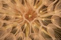 <br><br>Autres noms français du Salsifis sauvage : Salsifis des prés ou encore Barbe de bouc
<br>Nom anglais : Goat's-beard
<br><br>Présentes dans toute la France, les fleurs de ce salsifis ne s'ouvrent que le matin (capitule jaune, longues bractées). Le reste du temps, on voit un faux calice de bractées refermé dont émergeront plus tard quelques poils lorsque le capitule ne s'ouvrira plus (d'où son nom de barbe-de-bouc). Ces poils deviendront des akènes (fruits secs) qui ressemblent à de petits parachutes inversés.
<br><br> Salsifis sauvage
Salsifis des prés
Salsifis
Tragopogon pratensis
Goat's-beard
Barbe de bouc
France
akènes
fruits
parachutes 