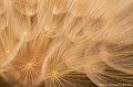 <br><br>Autres noms français du Salsifis sauvage : Salsifis des prés ou encore Barbe de bouc
<br>Nom anglais : Goat's-beard
<br><br>Présentes dans toute la France, les fleurs de ce salsifis ne s'ouvrent que le matin (capitule jaune, longues bractées). Le reste du temps, on voit un faux calice de bractées refermé dont émergeront plus tard quelques poils lorsque le capitule ne s'ouvrira plus (d'où son nom de barbe-de-bouc). Ces poils deviendront des akènes (fruits secs) qui ressemblent à de petits parachutes inversés.
<br><br> Salsifis sauvage
Salsifis des prés
Salsifis
Tragopogon pratensis
Goat's-beard
Barbe de bouc
France
akènes
fruits
parachutes 