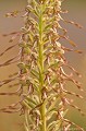 <br><br>Autre nom français de l'Orchis bouc : himantoglosse à odeur de bouc
<br>Nom anglais : lizard orchid
<br><br>Cette très belle orchidée qui n'est pas rare dans l'Allier peut atteindre un mètre de haut et pousse toujours sur des substrats calcaires : Pelouses, friches, prairies maigres, talus, forêts avec clairière... Elle tient son nom de l'odeur fétide qu'elle dégage lorsque l'on se trouve à proximité.
<br>Le labelle de ses nombreuses fleurs ressemble à un joyeux petit serpentin d'environ six centimètres de long, attractif pour certains insectes.
<br>Comme toutes les orchidées, l'Orchis bouc est protégé et il est interdit de le cueillir.
<br><br>L'Orchis bouc est protégé de portée :
<br><br>Communautaire : 
<br>- Suspension de l'introduction dans l'Union européenne de spécimens de certaines espèces de faune et de flore sauvages : Article premier
<br>- Application de la Convention CITES (Convention de Washington) au sein de l'Union européenne : Annexe B
<br><br>Départementale :
<br>- Liste des espèces végétales protégées en région Rhône-Alpes : Article 4
<br><br>L'Orchis bouc se trouve sur :
<br>- La Liste rouge des orchidées de France métropolitaine (2009) : LC
<br>- La Liste rouge européenne de l'UICN (évaluation 2011)  : LC Orchis bouc
Himantoglossum hircinum
himantoglosse à odeur de bouc
lizard orchid
orchidée
fleur
labelle
protégée
Liste rouge
UICN
France
 