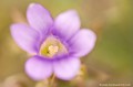<br><br>Autres noms français de la Gentiane champêtre : Gentianelle des champs; Gentiane des champs
<br><br>La Gentiane champêtre est protégée de portée régionale :
<br>- Liste des espèces végétales protégées en région Basse-Normandie : Article 1
<br>- Liste des espèces végétales protégées en région Limousin : Article 1
<br>- Liste des espèces végétales protégées en Bretagne : Article 1
 Gentiane champêtre
Gentianella campestris
Gentianelle des champs
Gentiane des champs
Protégée 