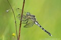 <br><br>Mâle immature Orthétrum à stylet blancs
<br><br>Cette libellule de belle taille qui semble ne pas être trop rare dans l'Allier fréquente les zones humides et les plans d'eau stagnante ou à faible courant. 
<br>Menacée par la pollution des eaux, le curage des berges ou encore la surdensité des poissons carnassiers, l'Orthétrum à stylets blancs se trouve sur :
<br>- La Liste rouge des odonates de France métropolitaine (2016) : LC
<br>- La Liste rouge européenne de l'UICN (évaluation 2010)  : LC
<br>- La Liste rouge mondiale de l'UICN (évaluation 2009)  : LC
<br><br> Orthétrum à stylets blancs
Orthetrum albistylum
Libellule
odonates
grande Allier
Liste rouge
UICN
France
 
