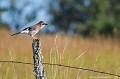 <br><br>Nom anglais du Geai des chênes : Eurasian jay
<br><br>Des amoureux de la gâchette (entendez qui aime la nature... morte, c'est à dire gérée et aseptisée) estiment que ce très bel oiseau comme tous les corvidés est un nuisible. 
<br><br>Le Geai des chênes est une espèce forestière et sa nourriture est variée : les glands on sa préférence, faines, une large variété de graines, larves et insectes. Comme d'autres espèces forestières, au printemps, il lui arrive de prédater le nid de petits oiseaux pour manger les œufs, voire très rarement les oisillons. 
<br><br>Menaces :
<br>Des études tendent à montrer que plus son territoire est fragmenté (causes anthropiques), plus la prédation est importante.
<br>*La notion de fragmentation des écosystèmes englobe tout phénomène artificiel de morcellement de l'espace, qui peut ou pourrait empêcher une ou plusieurs espèces de se déplacer comme elles le devraient et le pourraient en l'absence de facteur de fragmentation.
<br>Le morcellement anthropique des forêts augmente depuis plusieurs siècles. Il s'est fortement accru depuis quelques décennies, notamment dans les régions à forte démographie, en grande partie en raison de la croissance du maillage routier. Il est devenu l'un des premiers facteurs de dégradation de la biodiversité, et en particulier de la biodiversité forestière. C'est l'une des premières menaces pour les grands écosystèmes forestiers. *Source Wikipédia
<br><br>Le geai des chênes est protégé de portée Communautaire : 
<br>- Directive 79/409/CEE (Directive européenne dite Directive Oiseaux) : Annexe II/2
<br><br>Il se trouve sur :
<br>- La Liste rouge des oiseaux nicheurs de France métropolitaine (2016) : LC
<br>- La Liste rouge mondiale de l'UICN (évaluation 2016)  : LC
<br>- La Liste rouge européenne de l'UICN (évaluation 2015)  : LC
<br>- La Liste rouge des oiseaux non nicheurs de France métropolitaine (hivernants) (2011)
<br><br>
 Geai des chênes
Garrulus glandarius
Eurasian jay
oiseau
corvidés
Menaces
espèces forestières
protégé
Liste rouge
UICN
France 