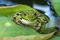 <br><br>Nom anglais : Edidle Frog
<br>De la famille des Ranidés, la grenouille verte est de couleur verte vif à brun. Son corps est trapu, son museau est en forme de "V" arrondi, l'iris de ses yeux est or ponctué de noir.
<br><br>Photo réalisée en France, dans l'Allier (Auvergne)
<br><br>


 Grenouille verte
verte
Rana esculenta
Edidle Frog
ranidés
aquatique
Allier
Auvergne
 
