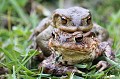 <br><br>Nom anglais : Common toad
<br>A la fin de l'hiver, une hausse des températures à plus de 3°, suivie dans la soirée d'une averse suffit pour déclencher la migration prénuptiale du Crapaud commun.
<br><br>Photo réalisée en France, dans l'Allier (Auvergne)
<br><br>
 Crapaud commun
Bufo bufo
Common toad
Auvergne
Allier
migration
prénuptiale
averse 