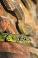 <br><br>Nom anglais : Western green Lizard
<br>Le Lézard vert occidental est thermophile et très sensible à la température. C'est elle qui détermine en grande partie son activité diurne. Durant les journées chaudes et ensoleillées, les sorties de ce reptile s'observent principalement entre 9 et 10 h. La plupart des individus sont invisibles entre 12 et 15 h et certains d'entre eux quittent à nouveau leur abri en fin d'après-midi. Pour profiter du soleil au maximum, le Lézard s'oriente de telle manière que les rayons tombent à la perpendiculaire sur son corps, en même temps qu'il s'aplatit pour emmagasiner la plus grande quantité de chaleur.
<br><br>Photo réalisée en France, dans l'Allier (Auvergne)
<br><br> Lézard vert occidental
Lacerta bilineata
Western green Lizard
reptile
diurne
chaleur
Allier
Auvergne
France
soleil 