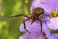 <br><br>Nom anglais : Common crab-spider
<br><br> Xysticus kochi
Common crab-spider
 