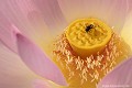 <br><br><br>La fleur du Lotus sacré possède la propriété d'être thermorégulatrice. Elle peut générer de la chaleur afin de maintenir une température variant entre 30 °C et 36 °C pendant la période de pollinisation. Il s'agirait peut-être d'un mécanisme pour attirer les insectes pollinisateurs.
<br><br>Photo réalisée en France, à la pagode vietnamienne de Noyant d'Allier (Auvergne) Lotus sacré
Nelumbo nucifera
Sacred Lotus
fleur
thermorégulatrice
chaleur
température
pollinisation
pollinisateurs
insecte
Auvergne
Allier 
