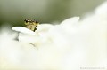 <br><br>Nom anglais : White-legged Damselfly
<br><br> Agrion à larges pattes
Platycnemis pennipes
White-legged Damselfly
Agrion 