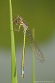 <br><br>Nom anglais : Blue-tailed Damselfly
<br>Prédation sur un diptère<br><br> Agrion élégant
Ischnura elegans
Blue-tailed Damselfly
Prédation 