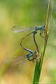 <br><br>Nom anglais : Blue-tailed Damselfly
<br>Cœur copulatoire d'Agrion élégant
<br><br> Agrion élégant
Ischnura elegans
Blue-tailed Damselfly
Cœur
Cœur copulatoire 