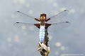 <br><br>Nom anglais : Broad-bodied Chaser
<br>Autre nom latin : Sympetrum depressiusculum
<br>Libellule mâle
<br><br> Libellule déprimée
Libellula depressa
Sympetrum depressiusculum
Broad-bodied Chaser
mâle
 