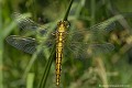 <br><br>
Nom anglais : Black-tailed Skimmer<br>Libellule femelle juvénile
<br><br> Orthetrum réticulé
Orthetrum cancellatum
Black-tailed Skimmer
Libellule
femelle
juvénile 