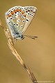 <br><br>Autres noms français du papillon Azuré commun : Argus bleu ou Azuré de la Bugrane
<br>Nom anglais : Common blue
<br>Papillon Azuré commun mâle
<br><br> Azuré commun
 Argus bleu 
Azuré de la Bugrane
Polyommatus icarus 
Common blue
Papillon
mâle
français 