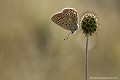 <br><br><br>Autres noms français du papillon Azuré commun : Argus bleu ou Azuré de la Bugrane
<br>Nom anglais : Common blue
<br>Papillon Azuré commun mâle
<br><br> Azuré commun
 Argus bleu 
Azuré de la Bugrane
Polyommatus icarus 
Common blue
Papillon
mâle
français 