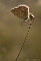 <br><br>Autres noms français du papillon Azuré commun : Argus bleu ou Azuré de la Bugrane
<br>Nom anglais : Common blue
<br>Papillon Azuré commun mâle
<br><br> Azuré commun
 Argus bleu 
Azuré de la Bugrane
Polyommatus icarus 
Common blue
Papillon
mâle
français 
