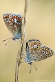 <br><br>Autres noms français du papillon Azuré commun : Argus bleu ou Azuré de la Bugrane
<br>Nom anglais : Common blue
<br>Couple de papillons Azurés communs
<br><br> Azuré commun
 Argus bleu 
Azuré de la Bugrane
Polyommatus icarus 
Common blue
Papillon
couple
français 