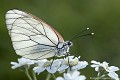 <br><br><br>Autres noms français du papillon Gazé : Piéride de l'Aubépine, Piéride gazée, Piéride de l'Alisier ou Piéride de l'Aubergine
<br>Nom anglais : Black-veined White
<br>Mâle du papillon Gazé
<br><br>Le Gazé est protégé de portée :
<br><b>Régionale</b> :
<br><a target="_blank" href="http://www.legifrance.gouv.fr/affichTexte.do?cidTexte=JORFTEXT000000728852&dateTexte="><u>Insectes en région Ile-de-France : Article 1</u></a target="_blank" href="http://www.legifrance.gouv.fr/affichTexte.do?cidTexte=JORFTEXT000000728852&dateTexte=">
<br><br>
 Gazé
Piéride de l'Aubépine
Aporia crataegi 
Black-veined White
papillon
Mâle
français
protégé 