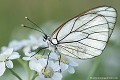 <br><br><br>Autres noms français du papillon Gazé : Piéride de l'Aubépine, Piéride gazée, Piéride de l'Alisier ou Piéride de l'Aubergine
<br>Nom anglais : Black-veined White
<br>Mâle du papillon Gazé
<br><br>Le Gazé est protégé de portée :
<br><b>Régionale</b> :
<br><a target="_blank" href="http://www.legifrance.gouv.fr/affichTexte.do?cidTexte=JORFTEXT000000728852&dateTexte="><u>Insectes en région Ile-de-France : Article 1</u></a target="_blank" href="http://www.legifrance.gouv.fr/affichTexte.do?cidTexte=JORFTEXT000000728852&dateTexte=">
<br><br>

 Gazé
Piéride de l'Aubépine
Aporia crataegi 
Black-veined White
papillon
Mâle
France
Auvergne
Allier
protégé 