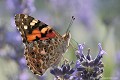 <br><br><br>Autre nom français du papillon  La Belle Dame : Vanesse des Chardons 
<br>Nom anglais : Painted Lady
<br><br> Belle Dame
Cynthia cardui
Vanesse des chardons
Painted Lady 
papillon
français 