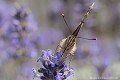 <br><br><br>Autre nom français du papillon  La Belle Dame : Vanesse des Chardons 
<br>Nom anglais : Painted Lady
<br><br> Belle Dame
Cynthia cardui
Vanesse des chardons
Painted Lady 
papillon
français 