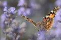 <br><br><br>Autre nom français du papillon  La Belle Dame : Vanesse des Chardons 
<br>Nom anglais : Painted Lady
<br><br> Belle Dame
Cynthia cardui
Vanesse des chardons
Painted Lady 
papillon
français 