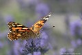 <br><br><br>Autre nom français du papillon  La Belle Dame : Vanesse des Chardons 
<br>Nom anglais : Painted Lady
<br><br> Belle Dame
Cynthia cardui
Vanesse des chardons
Painted Lady 
papillon
français 