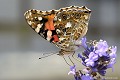 <br><br><br>Autre nom français du papillon  La Belle Dame : Vanesse des Chardons 
<br>Nom anglais : Painted Lady
<br><br> Belle Dame
Cynthia cardui
Vanesse des chardons
Painted Lady 
papillon
français 