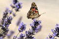 <br><br><br>Autre nom français du papillon  La Belle Dame : Vanesse des Chardons 
<br>Nom anglais : Painted Lady 
<br><br> Belle Dame
Cynthia cardui
Vanesse des chardons
Painted Lady 
papillon
français 