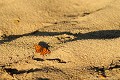 <br><br>Nom anglais : Comma
<br><br> Robert-le-Diable
Polygonia c-album
Comma
Papillon
 