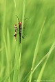 <br><br><br>Autre nom français :  Cantharide campagnard
<br><br> Téléphore moine
Cantharide campagnard
Cantharis rustica
Cantharide 