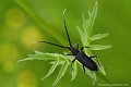 <br><br><br>Autre nom français : Capricorne de Scopoli 
<br>Nom anglais : Capricorn Beetle
<br><br> Petit Capricorne
Capricorne de Scopoli
Cerambyx scopolii 
Capricorn Beetle
 