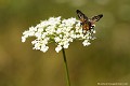 <br><br>Mouche mâle
<br>La Phasie crassipenne a la cellule alaire R5 (au bout de chaque aile) qui est ouverte au bord, ce qui la différencie de l'Alophore hémiptère qui lui ressemble à s'y méprendre mais qui a la cellule alaire fermée. D'autre part, la seconde a une pilosité sur les cotés du thorax plus importante.
<br><br> Phasie crassipenne
Ectophasia crassipennis
Mouche
mâle
jolie
petite
diptère
Tachinaires 