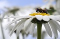 <br><br>Autre nom français : Éristale gluante 
<br>Nom anglais : Drone Fly
<br>Mouche femelle
<br><br>
 Éristale tenace
Eristalis tenax
Éristale gluante 
Drone Fly
Mouche
femelle
français 
