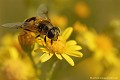 <br><br>Mouche femelle
<br><br> Éristale horticole
Eristalis horticola
Mouche
femelle 