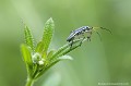 <br><br>Nymphe
<br><br> Leptopterna ferrugata
Nymphe 