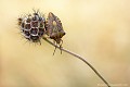 <font color="#FF9900">Photo arrivée en quart de finale - série numérique - au Festival International de la Photo Animalière et de Nature de Montier en Der en 2010</font color="#FF9900">
<br><br><br>Nom anglais : Red-Legged Bug
<br><br> Punaise à pattes rouges
Carpocoris purpureipennis
Red-Legged Bug
Punaise
quart de finale
série numérique
Montier en Der 